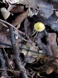 Mycena crocea image