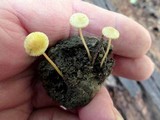 Mycena crocea image