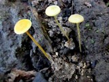 Mycena crocea image