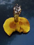 Suillus americanus image