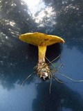 Suillus americanus image