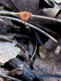Rhizomarasmius pyrrhocephalus image