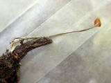 Rhizomarasmius pyrrhocephalus image