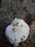 Tricholoma albidum image