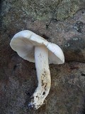 Tricholoma albidum image