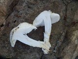 Tricholoma albidum image