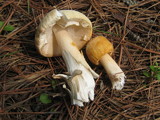 Amanita roseitincta image