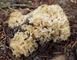 Sparassis crispa image