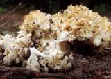Sparassis crispa image