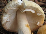 Amanita roseitincta image
