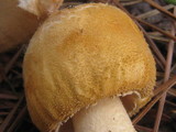 Amanita roseitincta image