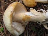 Amanita roseitincta image