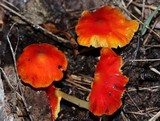 Hygrocybe cuspidata image