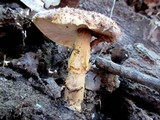 Echinoderma asperum image
