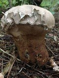 Calvatia cyathiformis image