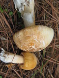 Amanita roseitincta image