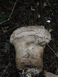 Calvatia cyathiformis image
