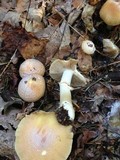 Cortinarius caperatus image