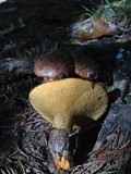 Suillus salmonicolor image