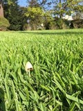 Conocybe apala image