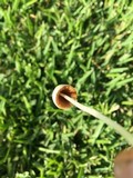 Conocybe apala image
