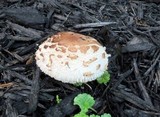 Chlorophyllum rachodes image