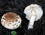 Chlorophyllum rachodes image