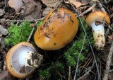 Cortinarius mucosus image