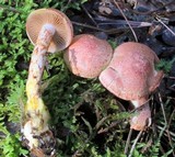 Cortinarius bolaris image