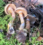 Cortinarius bolaris image