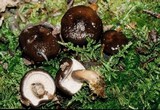 Lactarius fallax var. concolor image