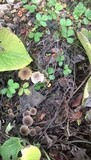Mycena leptocephala image