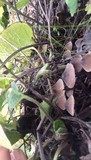 Mycena leptocephala image
