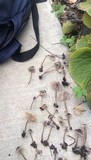 Mycena leptocephala image