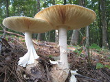 Amanita daucipes image