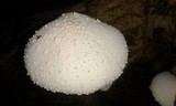 Leucocoprinus cretaceus image