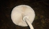 Leucocoprinus cretaceus image
