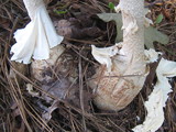 Amanita daucipes image