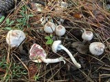 Agaricus placomyces image
