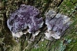 Nectriopsis violacea image