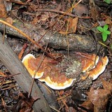 Ganoderma sessile image