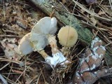 Cystoderma amianthinum image