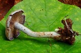 Cortinarius anomalus image