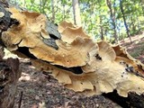 Trametes ochracea image