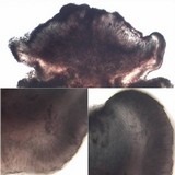 Lecidella asema image