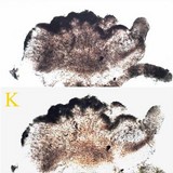 Lecidella asema image