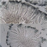 Lecidella asema image