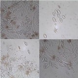 Degelia plumbea image