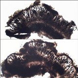Buellia leptocline image