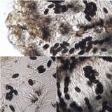 Buellia leptocline image